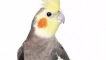 Как да се грижим за папагал corella